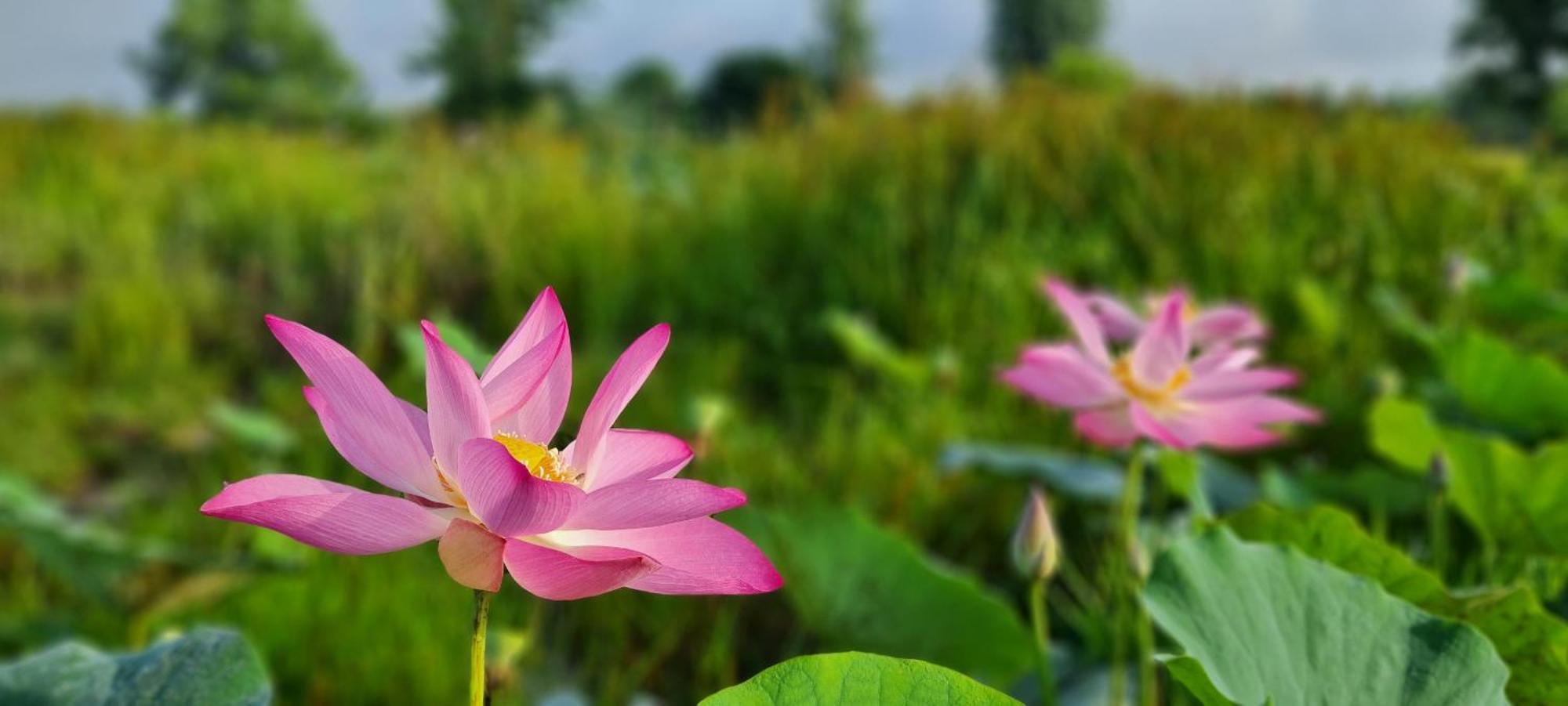 Viet Mekong Farmstay Tram Chim Экстерьер фото